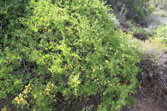 Roepera foetida