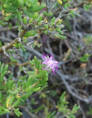Delosperma pageanum