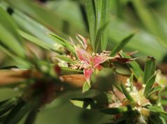 Cliffortia strobilifera