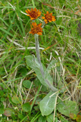 Tephroseris integrifolia