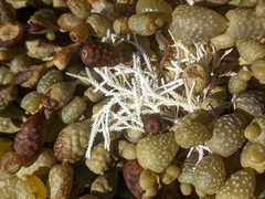 Corallinaceae
