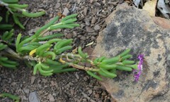 Delosperma pageanum