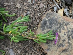 Delosperma pageanum