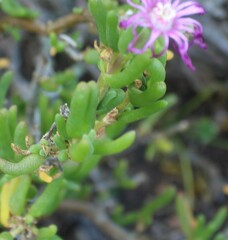 Delosperma pageanum
