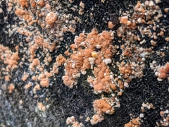 Dacrymyces stillatus