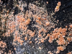 Dacrymyces stillatus