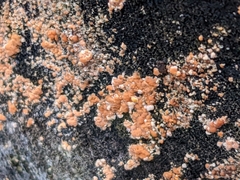 Dacrymyces stillatus