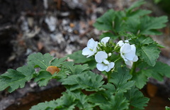 Cardamine geraniifolia