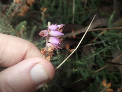 Erica ciliaris