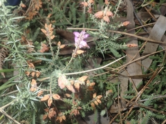 Erica ciliaris