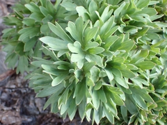 Ranunculus buchananii