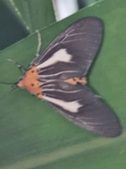 Asota