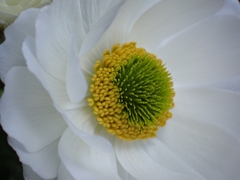 Ranunculus buchananii