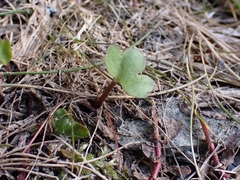 Ranunculus buchananii