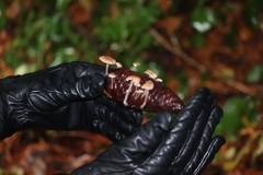 Baeospora