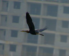Anhinga melanogaster
