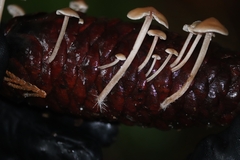 Baeospora