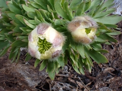 Ranunculus buchananii