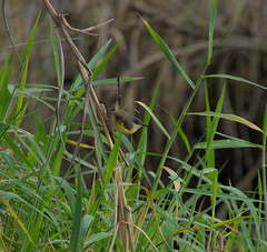 Prinia socialis