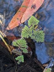 Azolla pinnata