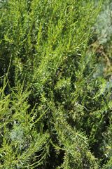 Cliffortia strobilifera