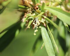 Cliffortia strobilifera
