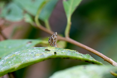 Catapaecilma elegans