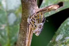 Catapaecilma elegans