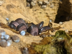 Brachidontes rostratus