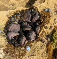 Brachidontes rostratus