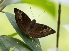 Euthalia monina