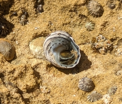 Austrocochlea constricta