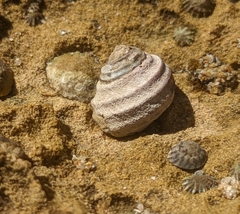 Austrocochlea constricta