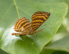 Zemeros emesoides