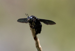 Xylocopa latipes
