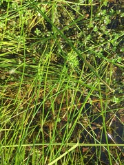 Rotala rotundifolia