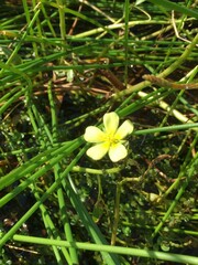 Ludwigia taiwanensis