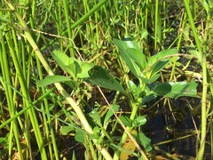 Ludwigia taiwanensis