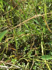 Ludwigia taiwanensis