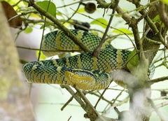 Tropidolaemus wagleri