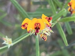 Gastrolobium cuneatum