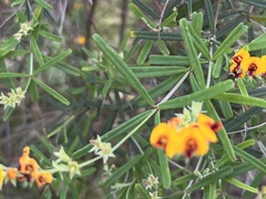 Gastrolobium cuneatum