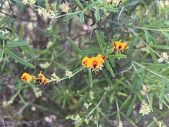 Gastrolobium cuneatum