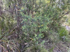 Gastrolobium cuneatum