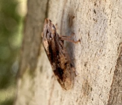 Stenocotis