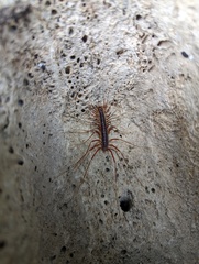 Scutigeromorpha