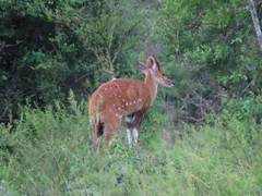 Tragelaphus scriptus bor