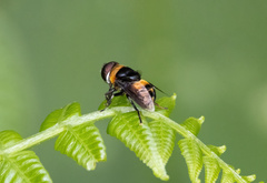 Eristalina