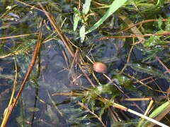Mollusca