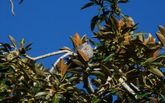 Lopholaimus antarcticus